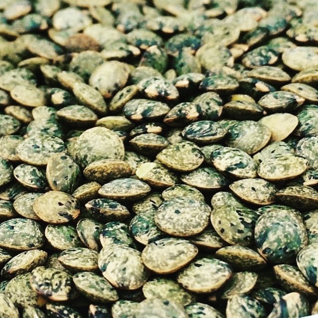 Gabonafélék és hüvelyesek Puy (francia tarka) lencse - Menő-jövő